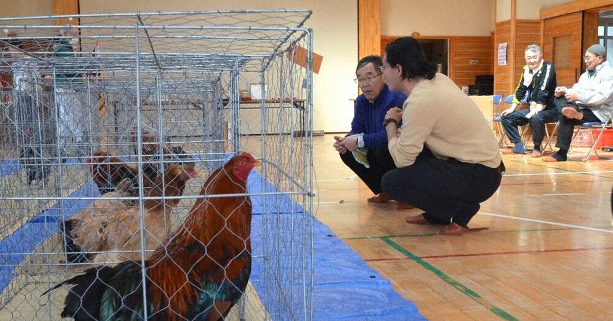 手塩にかけた秋田三鶏18羽　容姿や羽色競う　春の展覧会