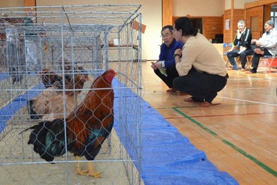 会員が手塩にかけて育てた秋田三鶏保存会展覧会＝秋田県大館市で2026年4月19日、田村彦志撮影
