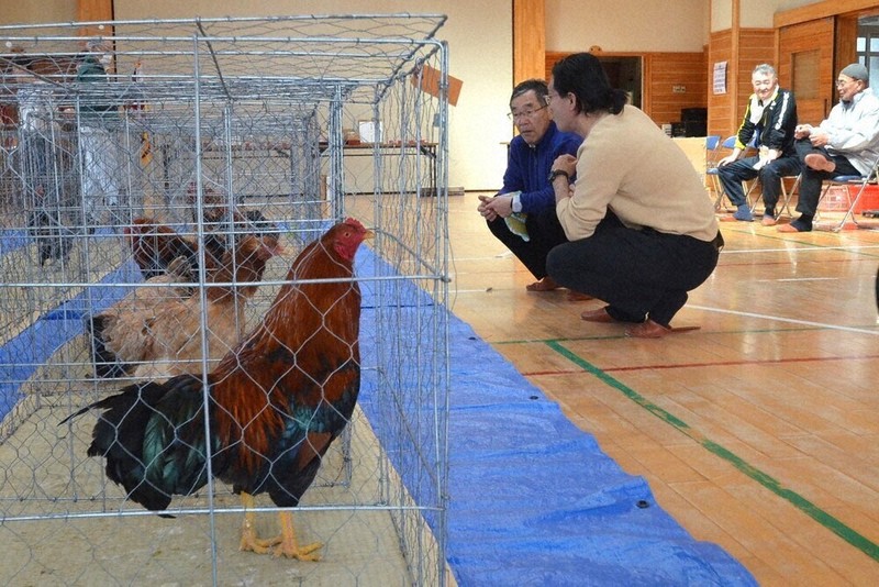 会員が手塩にかけて育てた秋田三鶏保存会展覧会＝秋田県大館市で2026年4月19日、田村彦志撮影