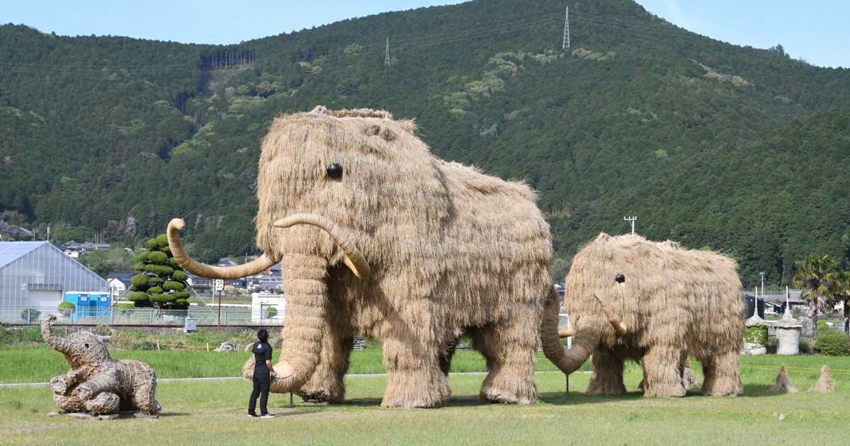 駅近くに高さ7mの「マンモス」　稲わら張り替え堂々勇姿　愛媛