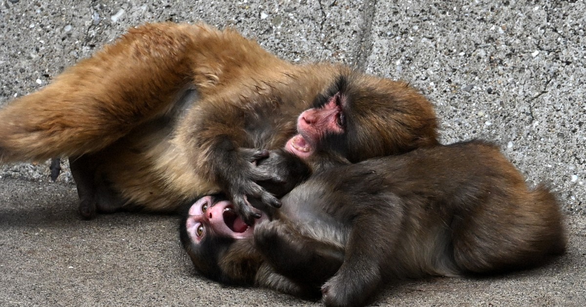 子ザルのパンチ、成長中　お兄ちゃんの立場に　ぬいぐるみ離れも