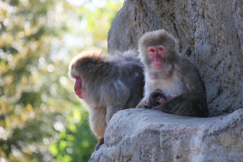 4月に生まれた赤ちゃんを抱く母ザル（右）＝市川市動植物園提供