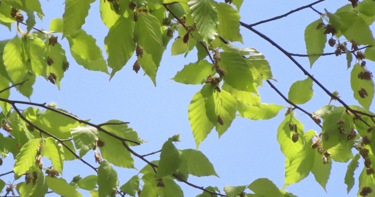 「クマの好物」ブナの実、今年は豊作か　林野庁、秋田で開花調査