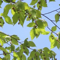 ブナの木の枝の先についた花＝秋田市内で2026年4月21日、工藤哲撮影