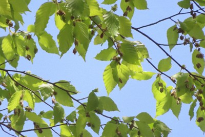 ブナの木の枝の先についた花＝秋田市内で2026年4月21日、工藤哲撮影