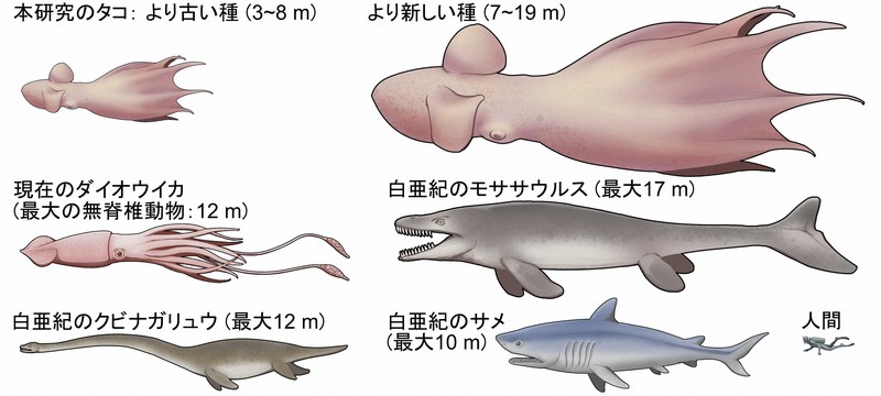 復元された白亜紀後期のタコと、海の巨大生物や人間との大きさの比較＝北海道大提供