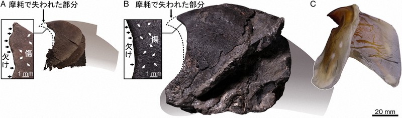 白亜紀後期のタコの顎の化石（A、B）とダイオウイカの顎（C）。Aは1億～7200万年前の古い種類で体長約3～8メートル、Bは8600万～7200万年の新しい種類で体長約7～19メートルと推定される＝北海道大提供