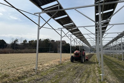 福知山市推動農光共生 太陽能板下種植木耳可製植物性蛋