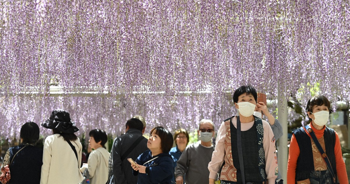 甘い香り漂い…藤棚見ごろ　北九州・吉祥寺　「早めに見に来て」