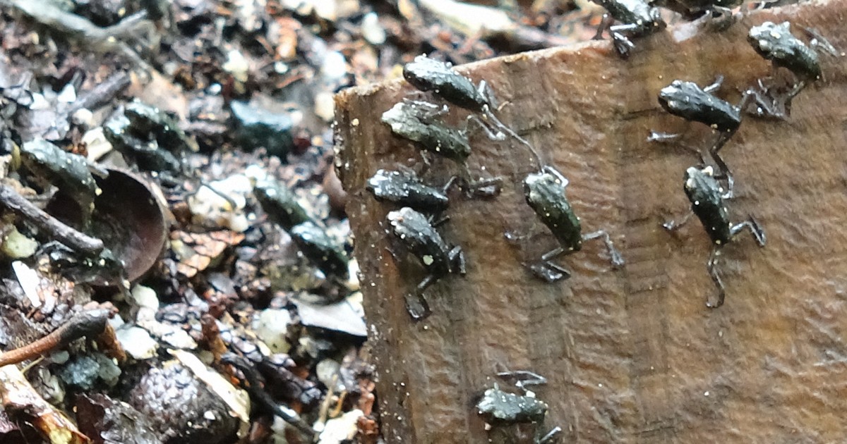 登山するヒキガエルの「蛙合戦」とは　「守る会」が講演会　福岡