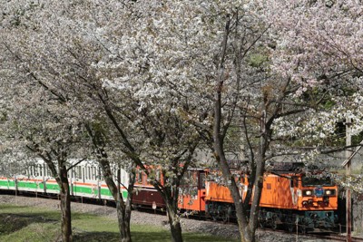 黒場峡谷鉄道・宇奈月駅を出発した直後、宇奈月ダムの近くでは満開の桜を眺めることができる＝富山県黒部市で2026年4月20日午後2時16分、岩本一希撮影