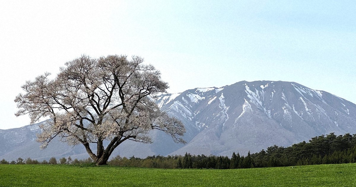 小岩井農場の一本桜が満開　残雪の岩手山と牧草とのコントラスト