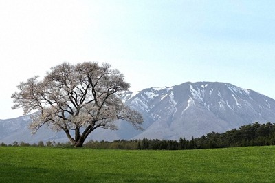 満開となった小岩井農場の一本桜と岩手山＝岩手県雫石町で2026年4月22日午後、佐藤岳幸撮影