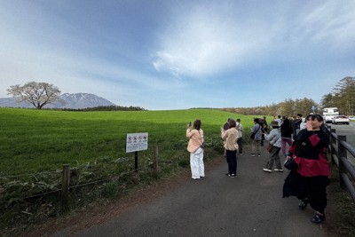 満開となった小岩井農場の一本桜。平日にもかかわらず、多くの観光客でにぎわっていた＝岩手県雫石町で2026年4月22日午後、佐藤岳幸撮影