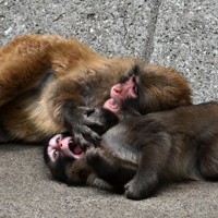 Punch, front, plays with another member of the troop in Ichikawa, Chiba Prefecture, on April 21, 2026. (Mainichi/Natsuki Nishi)