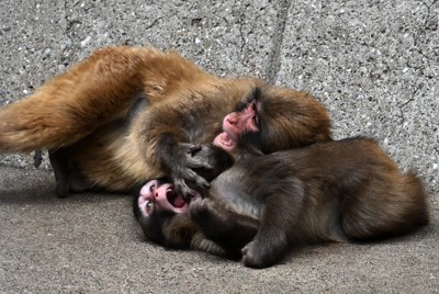 Punch, front, plays with another member of the troop in Ichikawa, Chiba Prefecture, on April 21, 2026. (Mainichi/Natsuki Nishi)