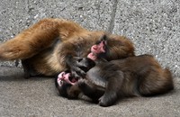 Punch, front, plays with another member of the troop in Ichikawa, Chiba Prefecture, on April 21, 2026. (Mainichi/Natsuki Nishi)