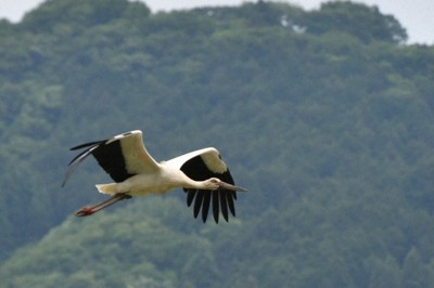 巣塔から飛び立ったコウノトリの親鳥＝兵庫県豊岡市で2025年5月30日午前11時36分、浜本年弘撮影