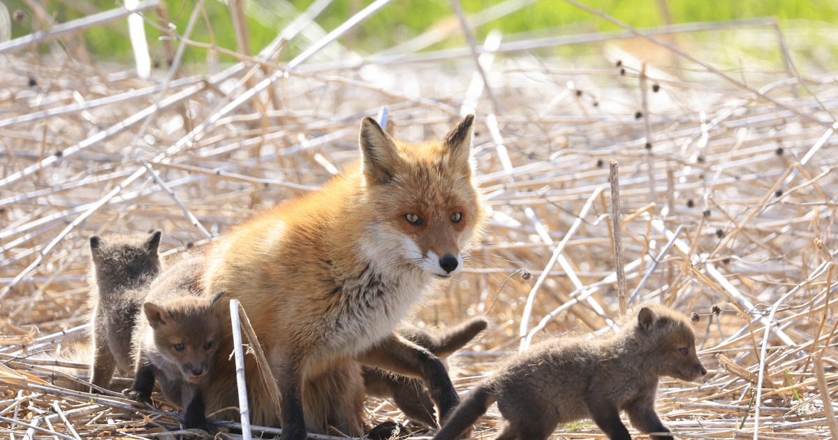 適切な距離で見守って　札幌の住宅街近くでキタキツネが子育て