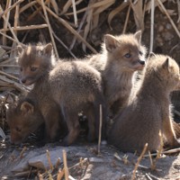 キタキツネの子育て 札幌市内の住宅地近くで [写真特集1/9] | 毎日新聞