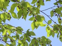 Flowers at the end of beech tree branches are seen in this photo taken in the city of Akita on April 21, 2026. (Mainichi/Akira Kudo)