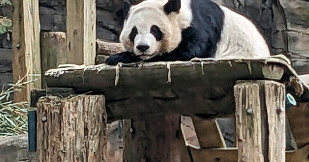 China to send giant pandas to Atlanta again