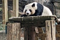One of four panda bears at Zoo Atlanta rests in their habitat on Dec. 30, 2023, in Atlanta. (AP Photo/Kate Brumback, File)