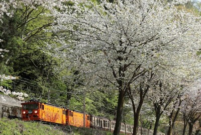 黒部峡谷鉄道・宇奈月駅の近く、宇奈月ダムの近くでは満開の桜を眺めることができる＝富山県黒部市で