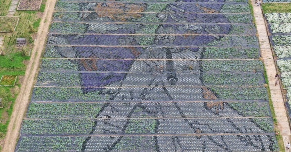 大谷選手×デコピンの花絵色鮮やか　5月24日まで　広島・世羅