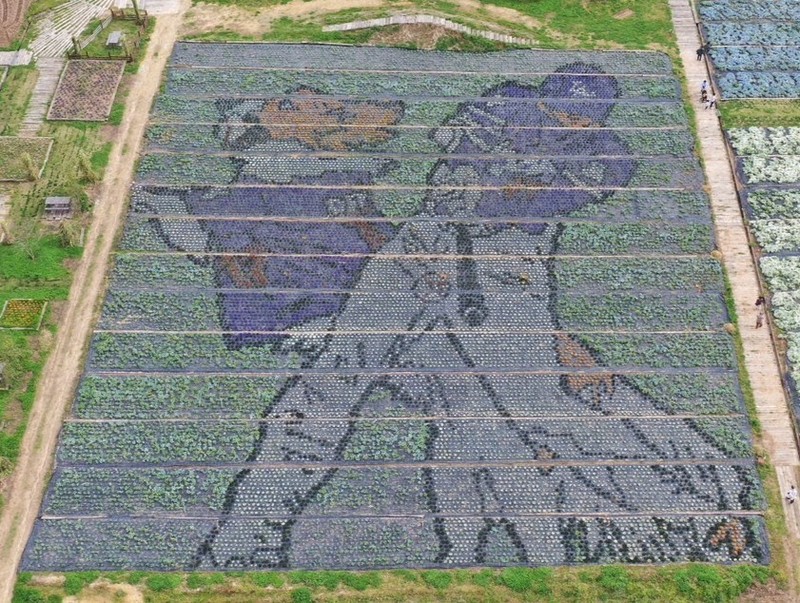 大谷選手×デコピンの花絵色鮮やか 5月24日まで 広島・世羅 | 毎日新聞