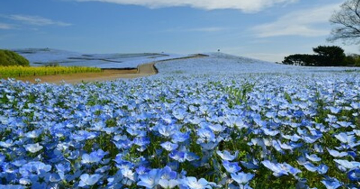 プレスリリース：ネモフィラの見頃期間を延長！ 満開は4月26日まで