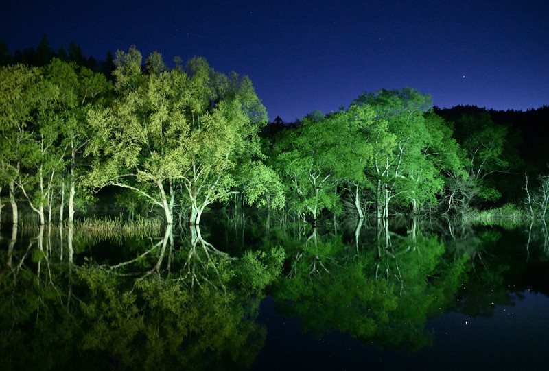 闇夜に浮かぶ「水没林」 春限定の光景、山形・白川湖で見ごろ | 毎日新聞
