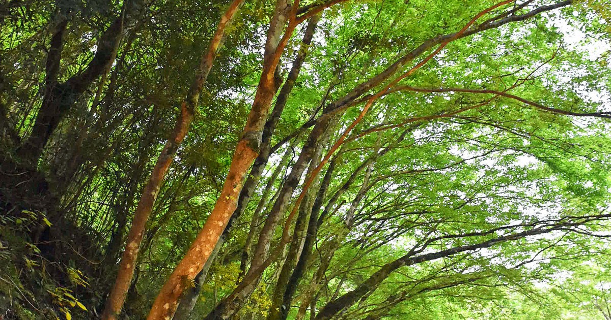 春のひさしもみじライトアップを楽しもう！