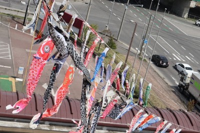 元気に泳ぐ県民から寄贈されたこいのぼり＝青森市の青森県総合社会教育センターで2026年4月22日、山越峰一郎撮影