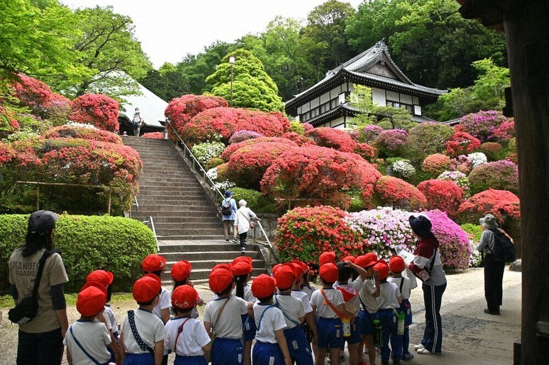 かながわ百景：ツツジ見て ゆっくり散歩 ／神奈川 | 毎日新聞