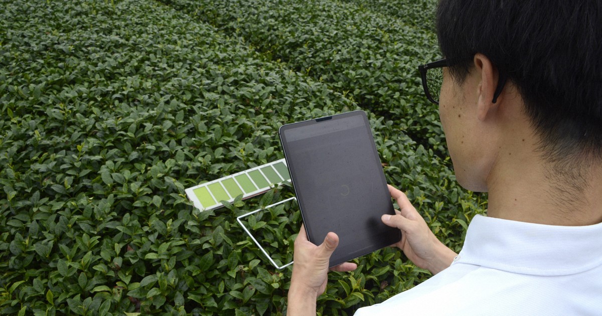 静岡抜いたお茶の産地・鹿児島　背景にある伊藤園の戦略