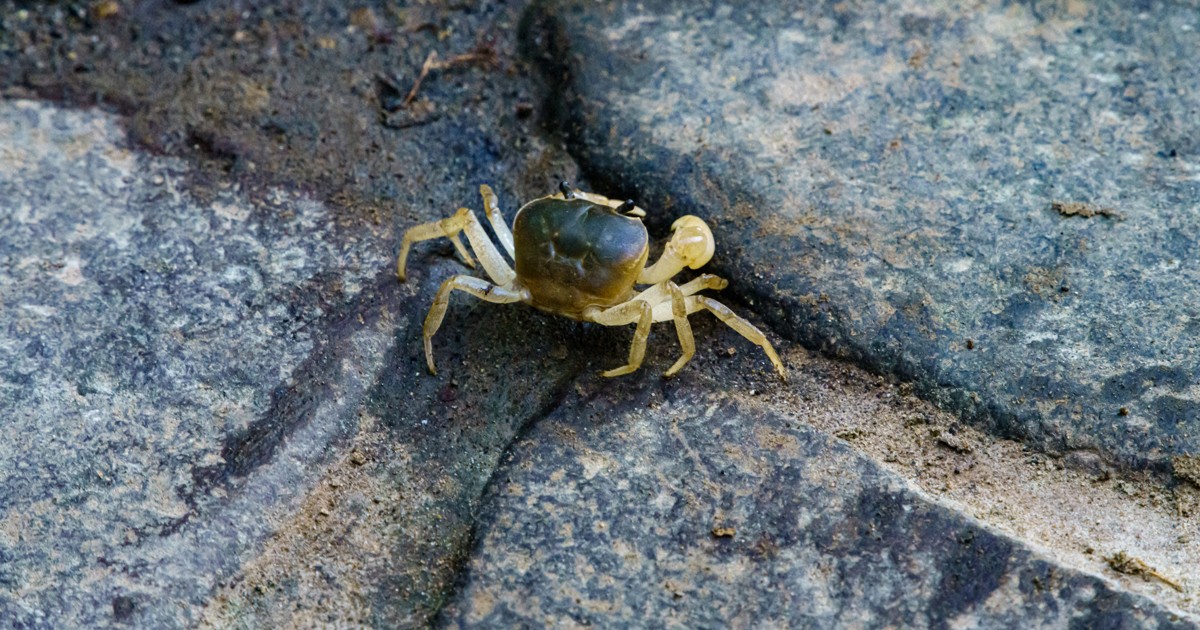 玄関前を歩くカニをSNSに上げると…GWに注意、意外な空き巣手口