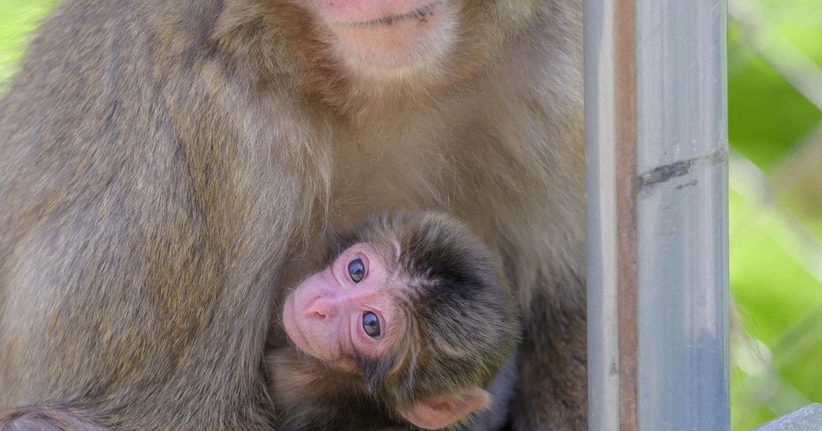 赤ちゃんザル、五輪にちなみ「ミラノ」と命名　大分・高崎山