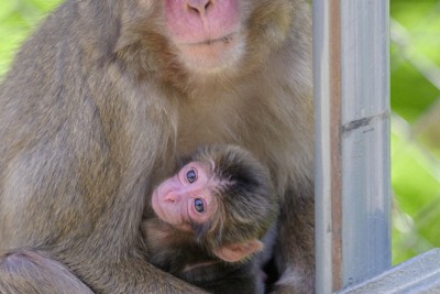母ザル「ハクセキ」に抱かれる赤ちゃんザル「ミラノ」（高崎山自然動物園提供=共同）