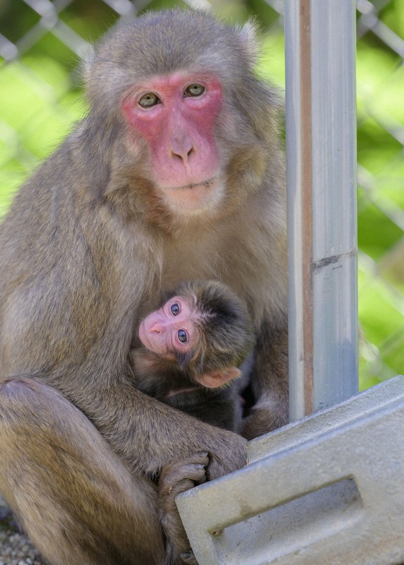 母ザル「ハクセキ」に抱かれる赤ちゃんザル「ミラノ」（高崎山自然動物園提供=共同）