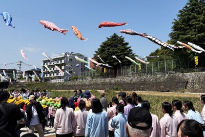 こいのぼりが掲げられた板櫃川＝北九州市小倉北区で2026年4月27日午前11時12分、橋本勝利撮影