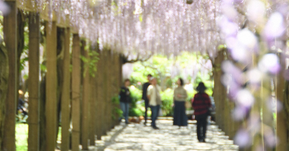 薄紫色の「花の回廊」　300メートルの藤棚見ごろ　愛媛・今治