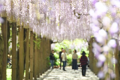 見ごろを迎えた藤の花＝愛媛県今治市大三島町で2026年4月27日午後0時56分、狩野樹理撮影