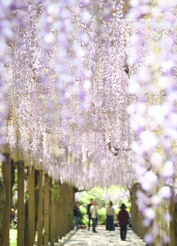 見ごろを迎えた藤の花＝愛媛県今治市大三島町で2026年4月27日午後0時56分、狩野樹理撮影