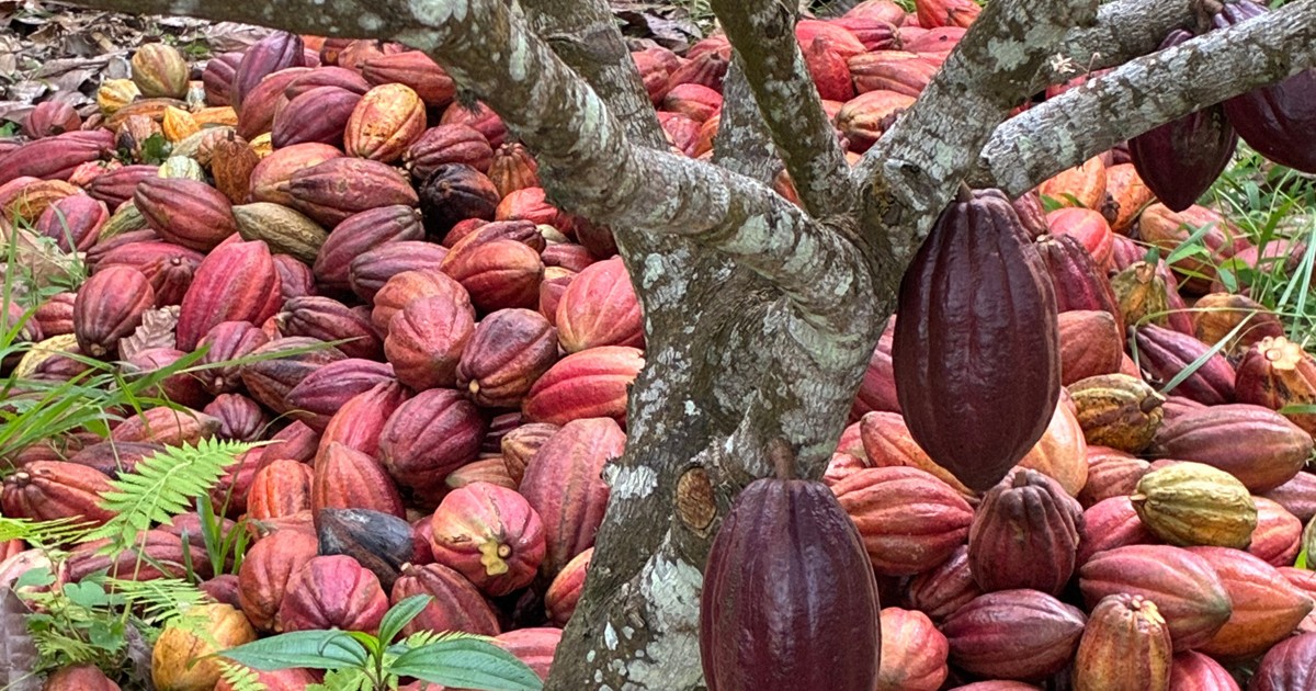 Japan confectioner Chateraise launches chocolate made from Indonesian cacao