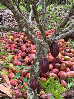 Harvested cacao pods are seen on Sulawesi island, Indonesia. (Photo courtesy of Chateraise Co.)