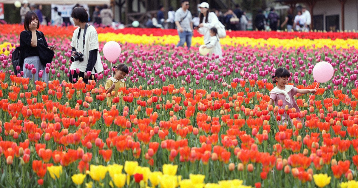 花笑み 色いろ チューリップ75万本、見ごろ 世羅 ／広島 | 毎日新聞