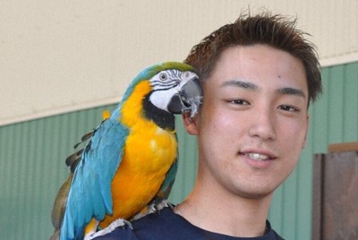 南米原産のルリコンゴウインコを肩に乗せて「ぜひ来園を」と話す園長の高橋さん＝宮崎県延岡市で2026年4月8日午後3時28分、重春次男撮影