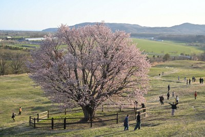 JRA日高育成牧場内にある「うらかわオバケ桜」は推定樹齢80年以上。幹回りは4・8メートルあり道内一とされる。4月下旬の3日間だけ一般公開され、多くの人が訪れた＝北海道浦河町で2026年4月25日、宮間俊樹撮影