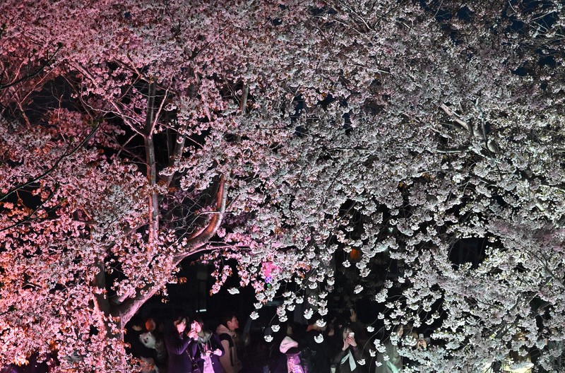 北の大地も装い新た 桜前線、平年より2週間早く北海道に到達 [写真特集